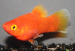 Platy Rood